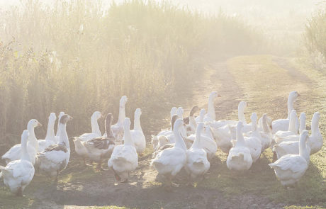 goose & duck in sun goose & duck in sun