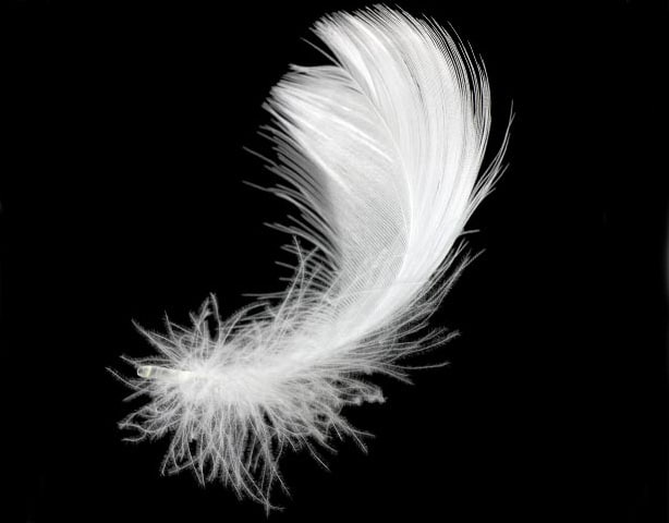 down feather